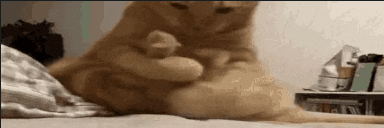 a cat is laying on a bed playing with a toy .