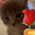 a kitten is sitting next to a red flower and a yellow toy .