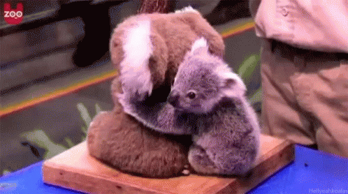 Hugs Koala GIF - Hugs Koala Cute GIFs