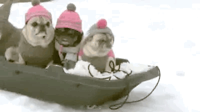 Sledding Snowday GIF - Sledding Snowday Pugs GIFs