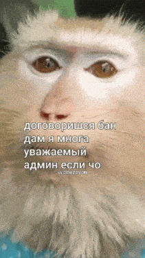 a close up of a monkey 's face with russian text on it