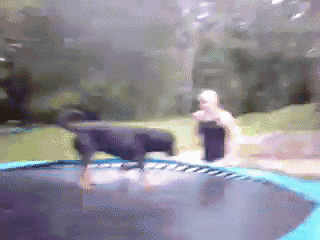 a dog is playing on a trampoline with a person
