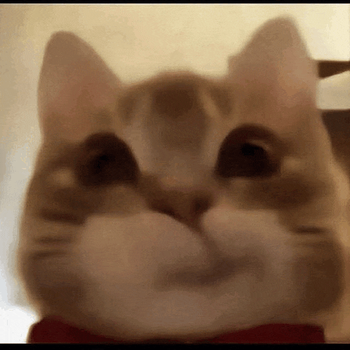a close up of a cat 's face with a red bow tie .