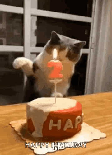 Happybirthday Cat GIF - Happybirthday Cat Cute GIFs