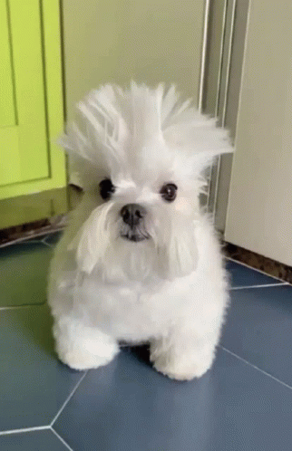 Funny White Dog Dog Images GIF - Funny White Dog Dog Images Goofy Dog GIFs