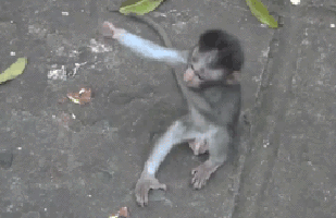 Monkey Hug GIF - Monkeys Animal Hug GIFs