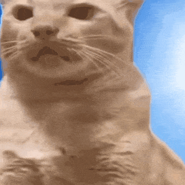 Sphinx Desert GIF - Sphinx Desert Desert Cat GIFs