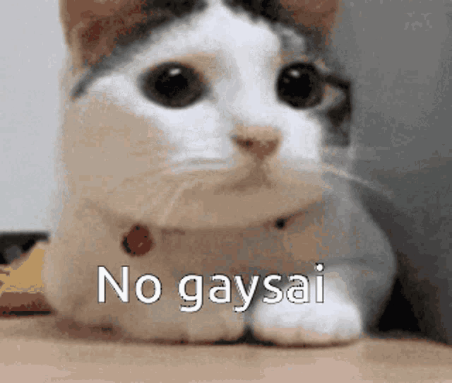 a cat with the words no gaysai written on its face