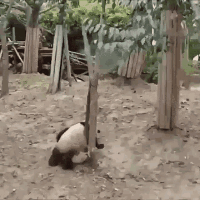 Fall Pandas GIF - Fall Pandas Tree GIFs