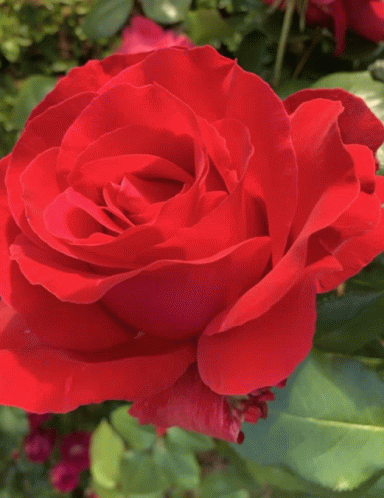 Rose Roses GIF - Rose Roses Love GIFs