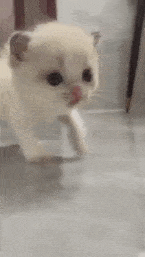 a small white kitten is walking across a tiled floor .