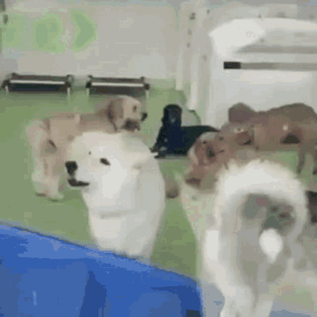 Scared Dog Daycare Frozen Uhh Whats Going On GIF