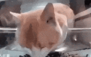 Cat Lowtiergod Stare GIF - Cat Lowtiergod Stare GIFs