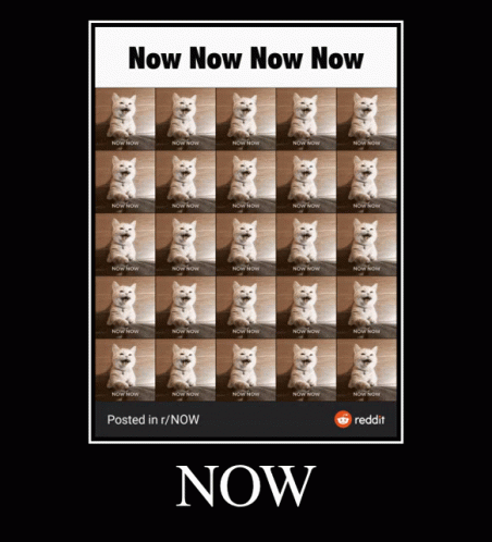 Now Cat Now Now GIF - Now Cat Now Now Now GIFs
