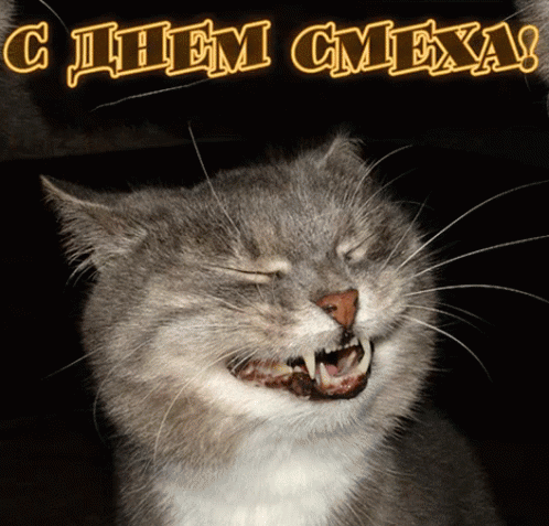 смех радость кот смешно хаха смеюсь GIF - Laughing Cat GIFs