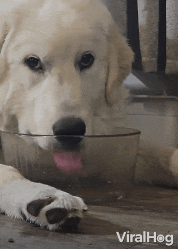 A Dog Licks The Water Without Leaving Any Drops Viralhog GIF - A Dog Licks The Water Without Leaving Any Drops Viralhog A Dog Drinks Till The Last Drop GIFs
