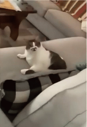 Cat Lick Flip GIF
