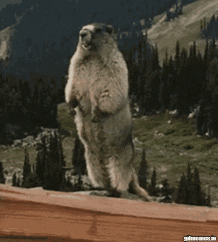 a squirrel standing on its hind legs with the word tanguy written on the bottom