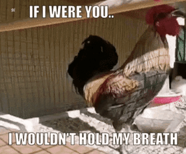 Hold My Breath Rooster GIF