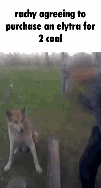 a dog is standing on its hind legs in a grassy field while a man stands behind it .