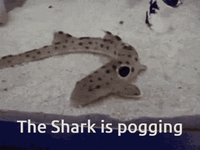 Shark Shark Is Poging GIF