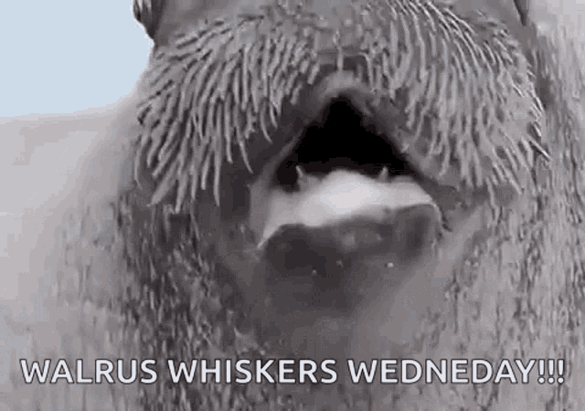 Walrus Whistle GIF