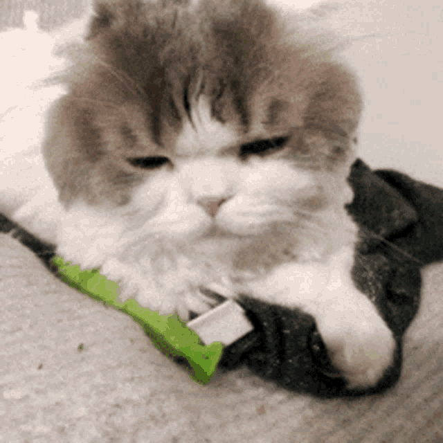 a fluffy cat laying on a blanket with a green bag in its paw
