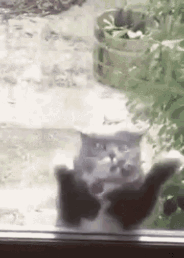 Cat Spastic GIF - Cat Spastic Excited GIFs