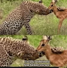 a leopard and a deer are standing next to each other .