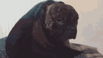 a pug dog is laying on a bed with a scarf on its head .
