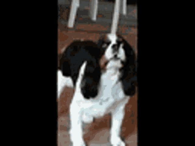 a black and white dog is standing in front of a chair .