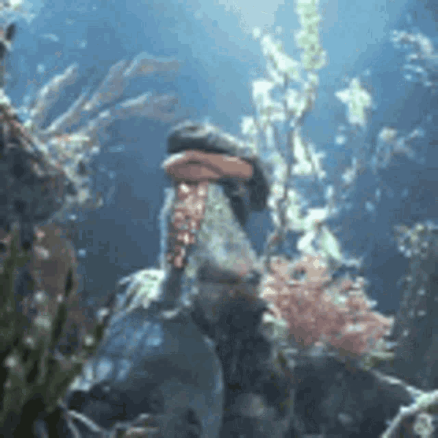 a turtle is swimming in a coral reef surrounded by seaweed .