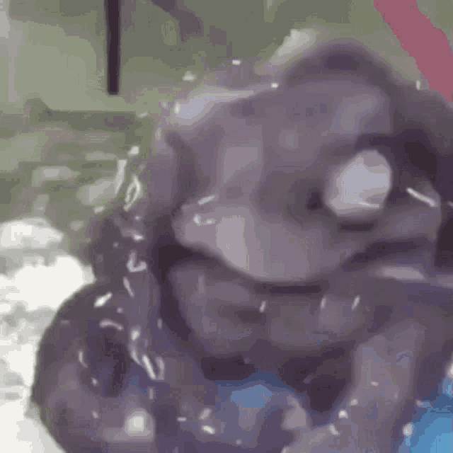 a close up of a frog 's face with water coming out of it 's eyes