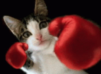 Cat Box GIF - Cat Box Punch GIFs