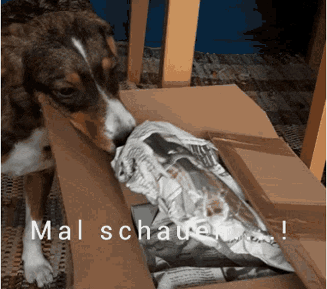 Hund Dog Paket Box GIF - Hund Dog Paket Box GIFs