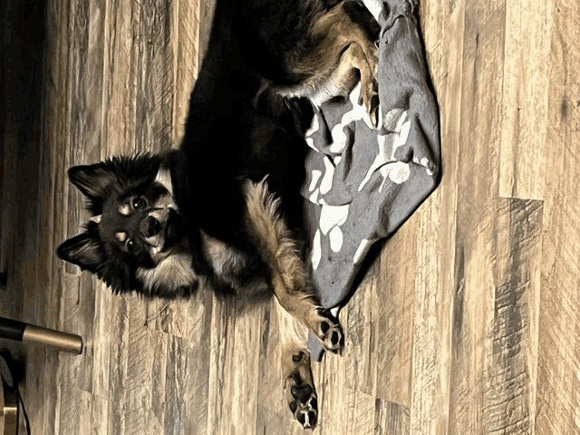 a dog is laying on its back on a blanket on the floor