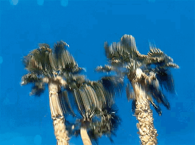 a blurry picture of a tree against a blue background
