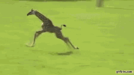 Funny Animals Giraffe GIF - Funny Animals Giraffe Run GIFs