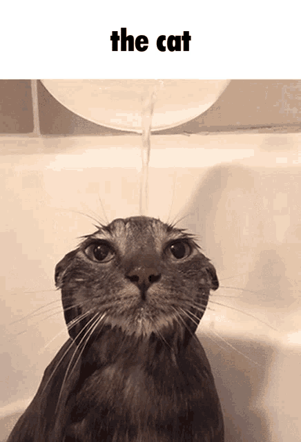The Cat Cat GIF - The Cat Cat Kitty GIFs