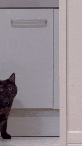 approach-cat.gif