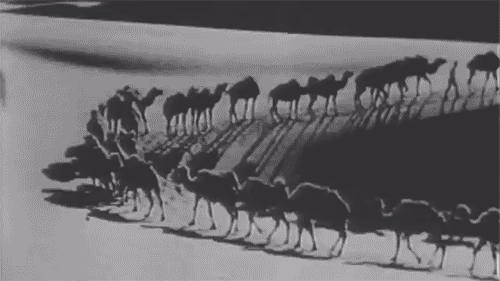 Happy Hump Day GIF - Humpday Wednesday Camels GIFs