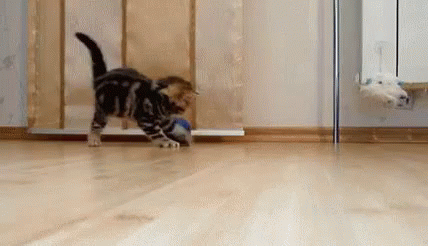 Hyper Cat GIF - Cat Play Ball GIFs