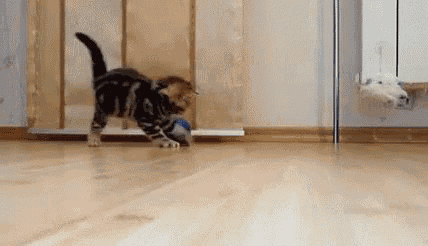 a kitten is playing with a toy on the floor in a room .
