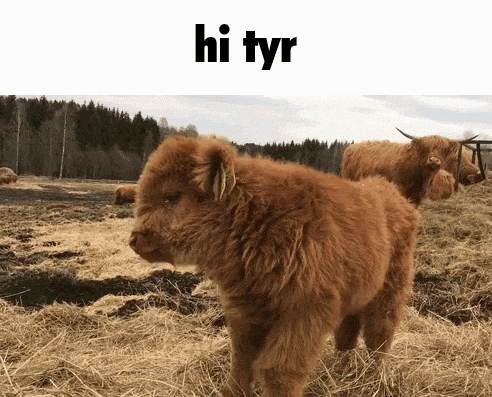 a baby highland cow standing in a field with the words hi tyr on the top