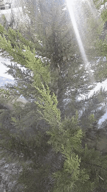 the sun is shining through the branches of a pine tree