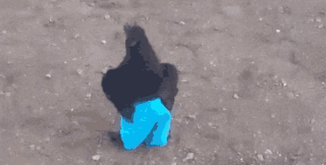 a person in blue shorts is standing next to a black chicken