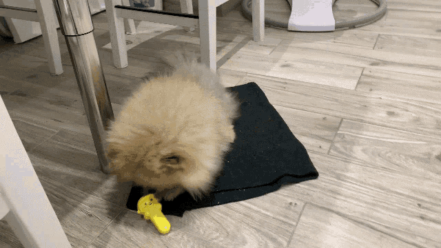 Pom Pomeranian GIF - Pom Pomeranian Play GIFs