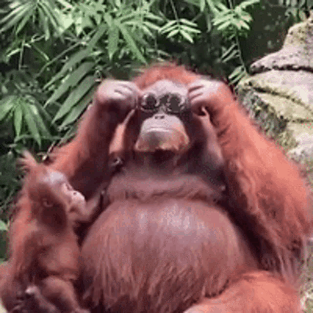 Tusareve Orangutan GIF