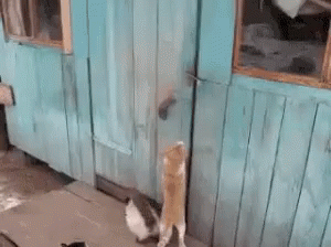 :O GIF - Cat Burglars Open Door GIFs