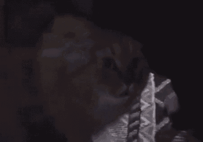 a close up of a cat sitting on a couch looking at the camera .